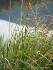 Cladium mariscus mariscus