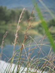 Cladium mariscus mariscus
