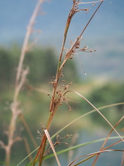 Cladium mariscus mariscus