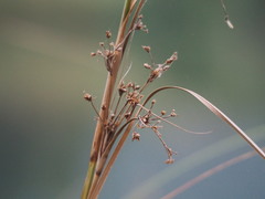 Cladium mariscus mariscus