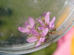 Erodium moschatum