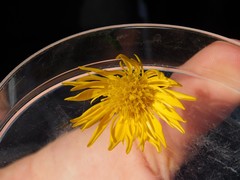 Heterotheca subaxillaris