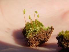 Bryum dunense