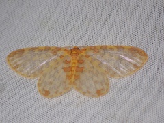 Blaboplutodes missilorum