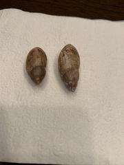 Euglandina rosea image