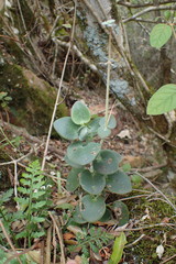 Crassula cordata