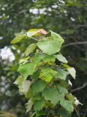 Mallotus paniculatus formosanus