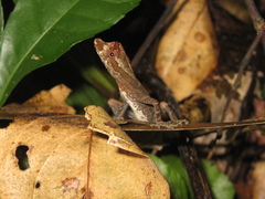 Anolis trachyderma