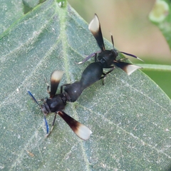 Myrmecopsis strigosa