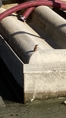Alcedo atthis