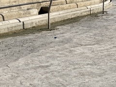 Alcedo atthis