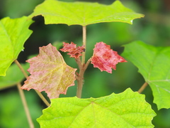 Mallotus paniculatus formosanus