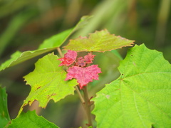 Mallotus paniculatus formosanus