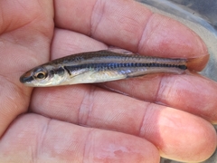 Notropis asperifrons
