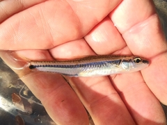 Notropis asperifrons