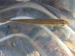 Notropis asperifrons