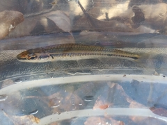 Notropis asperifrons