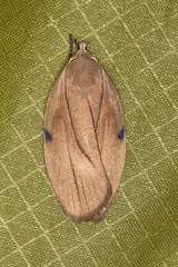 Stenoma exarata