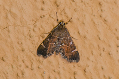Hymenia