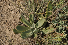 Echeveria bifida