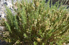 Baccharis grisebachii