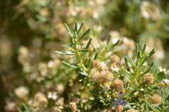 Baccharis grisebachii