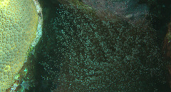 Laviactis lucida
