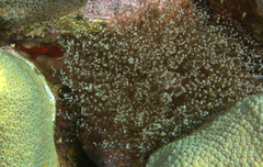 Laviactis lucida