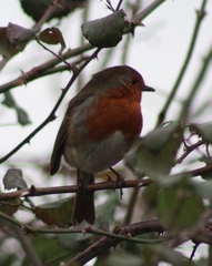 Erithacus rubecula