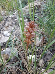 Orobanche grenieri