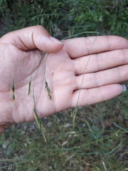 Piptatherum holciforme