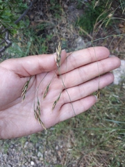 Piptatherum holciforme