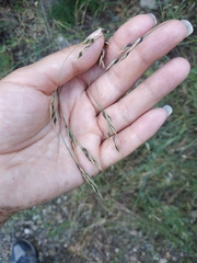 Piptatherum holciforme