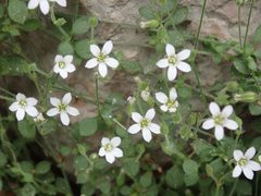 Arenaria orbicularis