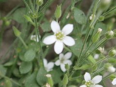 Arenaria orbicularis