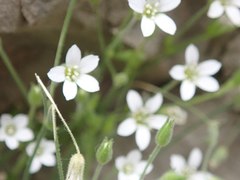 Arenaria orbicularis
