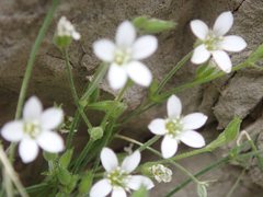 Arenaria orbicularis