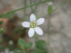 Arenaria orbicularis
