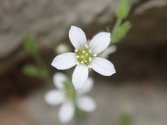 Arenaria orbicularis