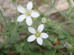 Arenaria orbicularis