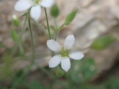 Arenaria orbicularis
