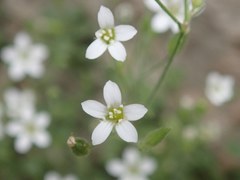 Arenaria orbicularis