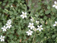 Arenaria orbicularis
