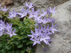 Campanula fenestrellata