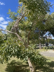 Tabebuia aurea