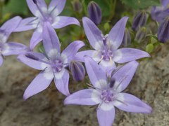 Campanula fenestrellata