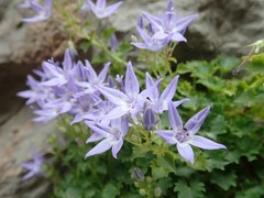 Campanula fenestrellata