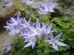 Campanula fenestrellata
