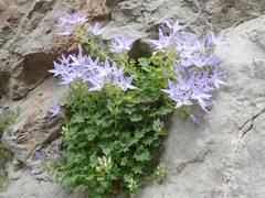 Campanula fenestrellata
