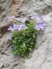 Campanula fenestrellata